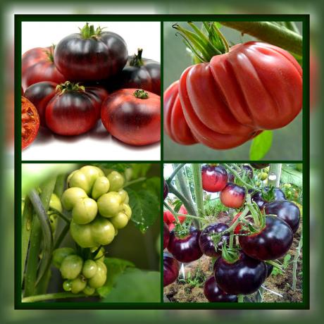 4 vrste rajčice, koja će vas zasigurno iznenaditi svojom jedinstvenosti i visok prinos