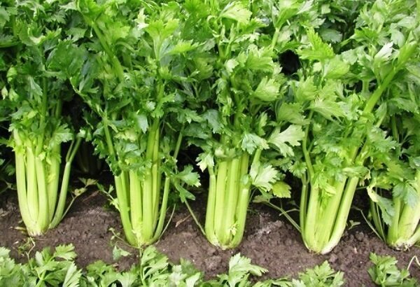 Kako raste celer i dobar prinos