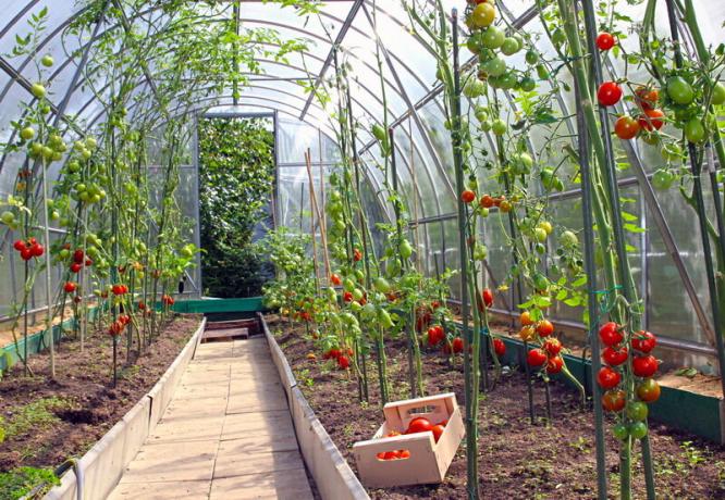 Uzgoj rajčice u stakleniku. Slika za članak služi za standardnu ​​licencu © ofazende.ru