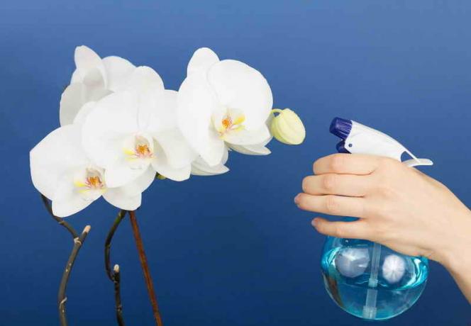 Zalijevanje orhideje. Slika za članak služi za standardnu ​​licencu © ofazende.ru