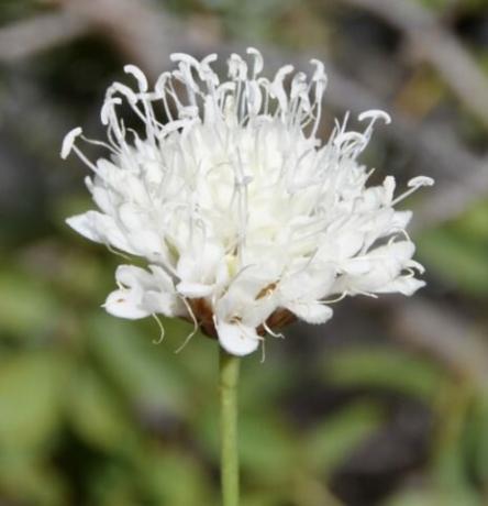 F. leucantha