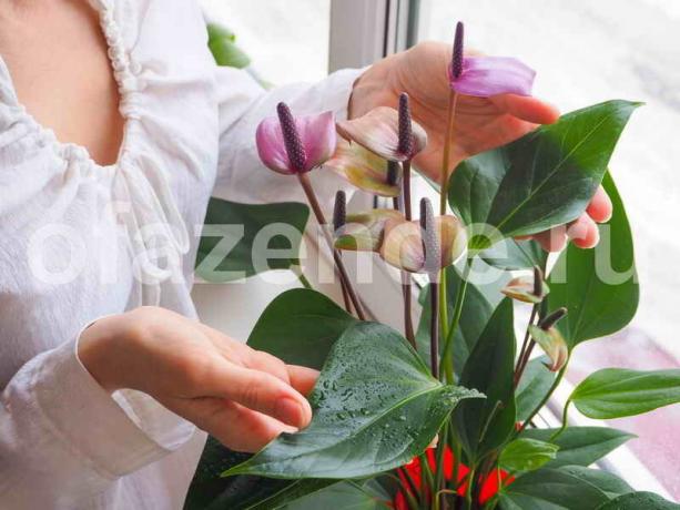 Uzgoj biljke. Slika za članak služi za standardnu ​​licencu © ofazende.ru