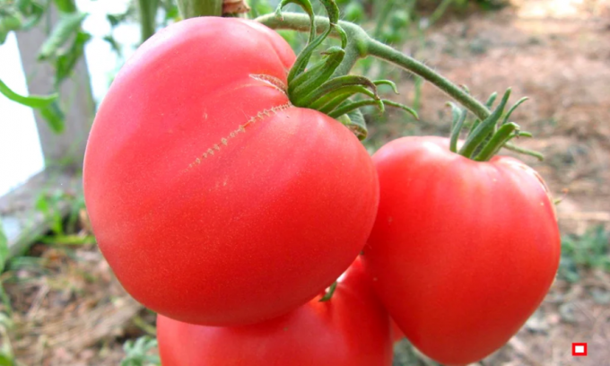 Pregled 4 vrste zgodnih i popustljiv, rano visoki paradajz za otvoreno polje i plastenicima