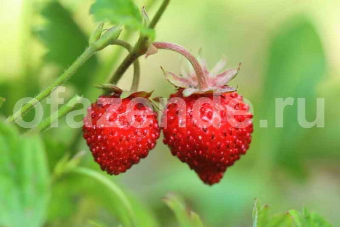 Uzgoj jagoda. Slika za članak služi za standardnu ​​licencu © ofazende.ru