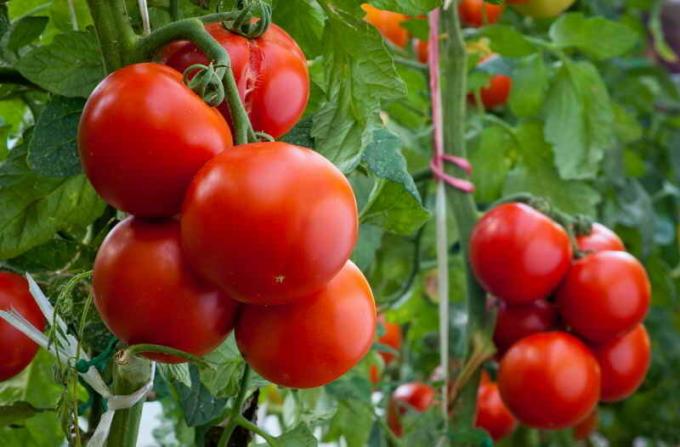Njega rajčice. Slika za članak služi za standardnu ​​licencu © ofazende.ru