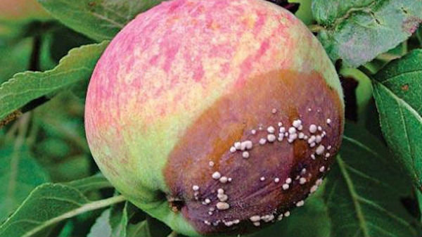 4 greške vrtlari, zbog čega su jabuke raspadajući se na desnoj stabla