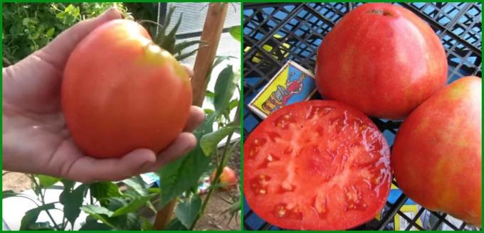 5 Najbolji popustljiv i produktivne sorte rajčice raste u stakleniku i na otvorenom polju za 2020
