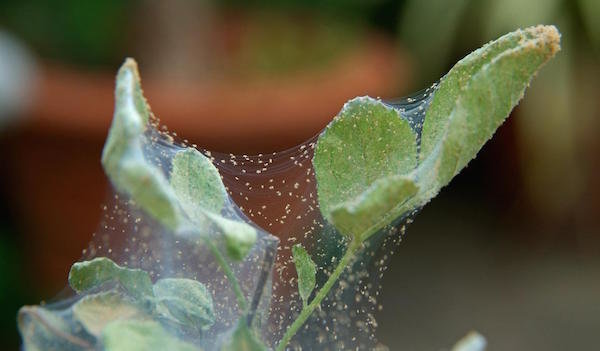 Kako da biste dobili osloboditi od pauk novčića na biljke