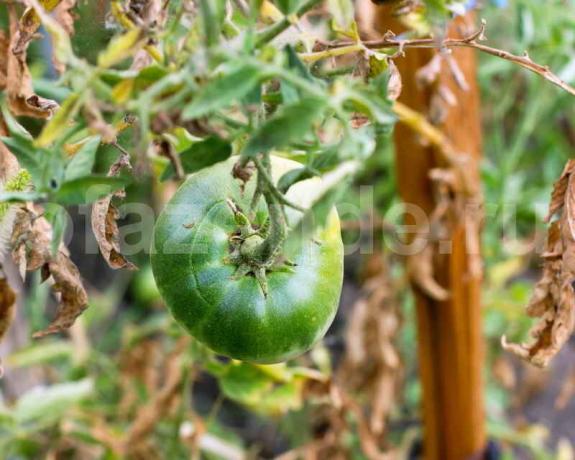 Uzgoj rajčice. Slika za članak služi za standardnu ​​licencu © ofazende.r