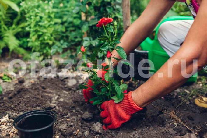 Ruže u vrtu. Slika za članak služi za standardnu ​​licencu © ofazende.ru