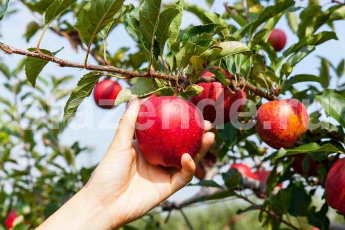 Uzgoj jabuke. Slika za članak služi za standardnu ​​licencu © ofazende.ru