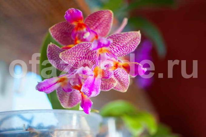 Uzgoj orhideje. Slika za članak služi za standardnu ​​licencu © ofazende.ru
