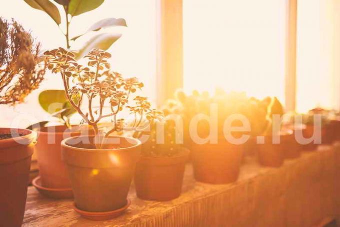 Saksiji biljke za balkon. Slika za članak služi za standardnu ​​licencu © ofazende.ru