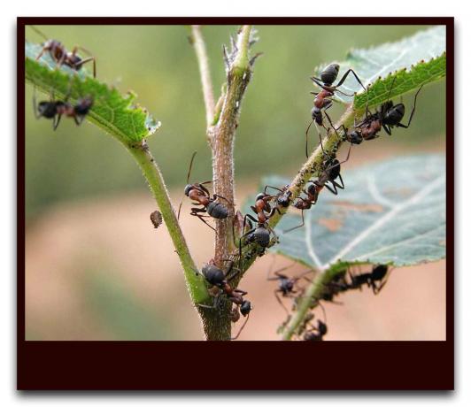 Kao što je za jedan dan zemljište osloboditi od mravi u cijeloj sezoni, bez upotrebe kemikalija
