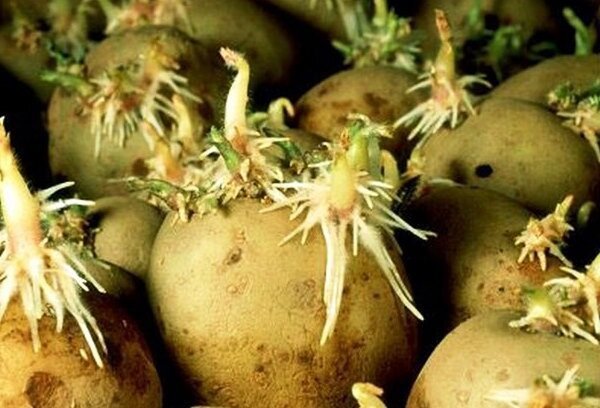 Pravilna priprema prije sadnje krumpira, koji će osigurati bogatu žetvu