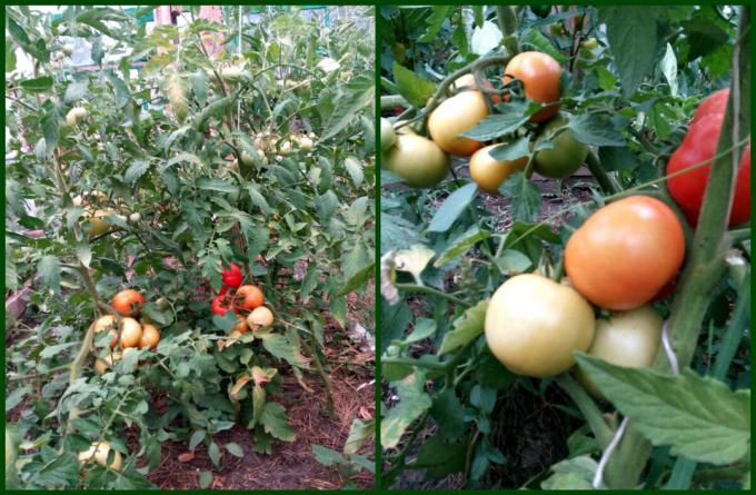 Kako mogu dobiti dobre rajčice vezana brzo i pocrvenio. Žetva će biti puno!