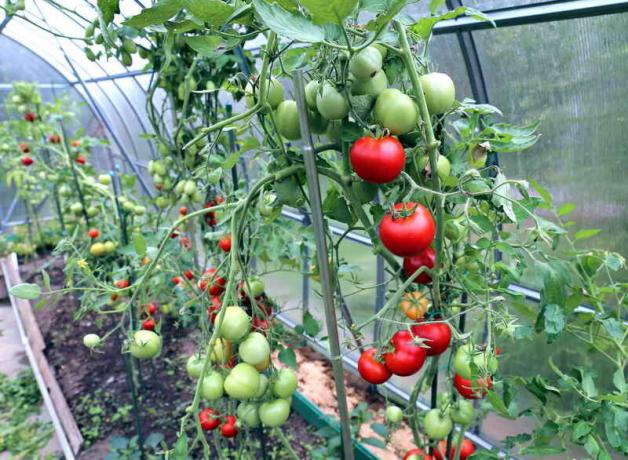 Briga za rajčice u stakleniku (Foto koristiti pod standardnim licencom © ofazende.ru)