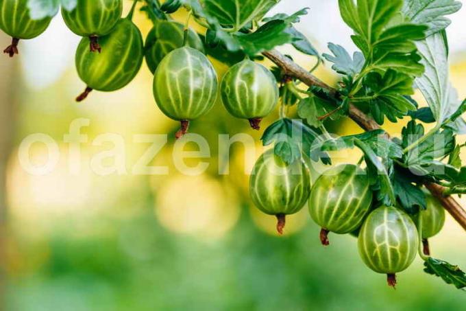 Uzgoj gooseberries. Slika za članak služi za standardnu ​​licencu © ofazende.ru