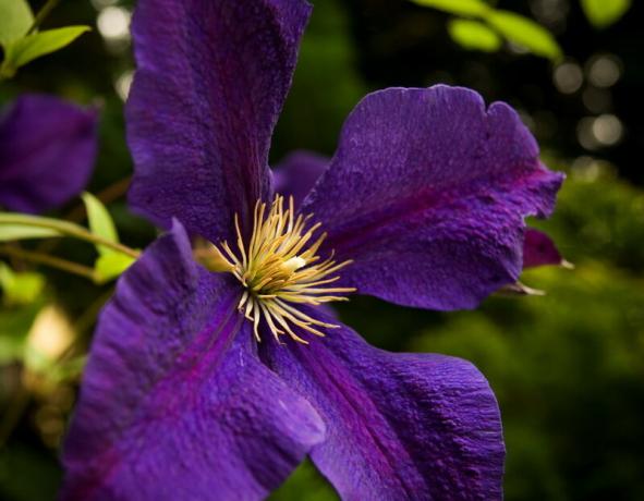 Kako odabrati „ključevi” za Clematis