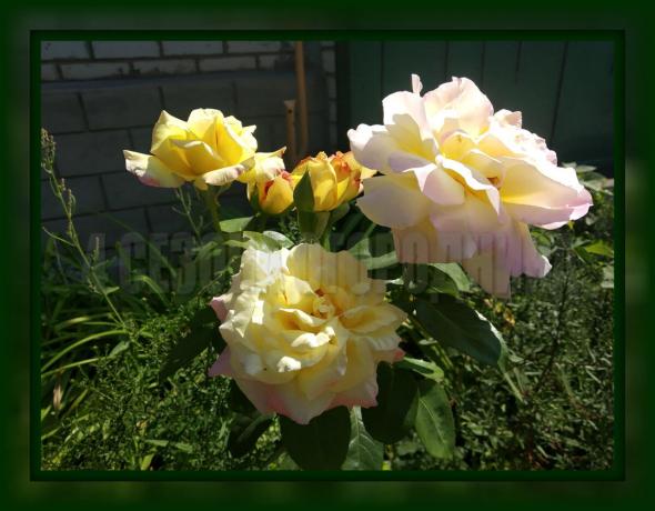 4 jednostavna pravila presađivanja ruže u jesen, što je potrebno promatrati, ako želite luksuzni grm