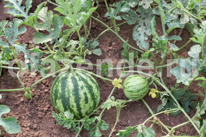 Uzgoj lubenice. Slika za članak služi za standardnu ​​licencu © ofazende.ru