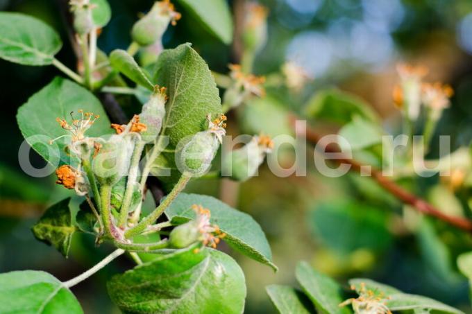 Uzgoj jabuke. Slika za članak služi za standardnu ​​licencu © ofazende.ruVy rastu jabuke? 