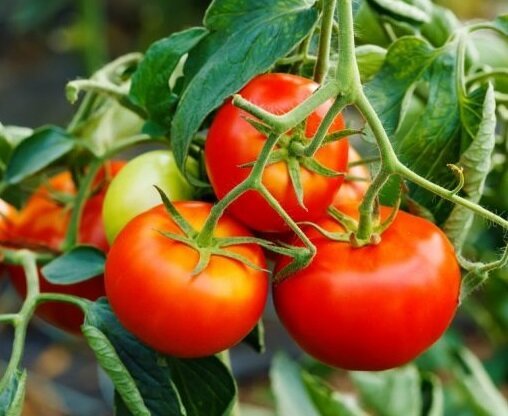Kako produžiti plodnih rajčica u kolovozu