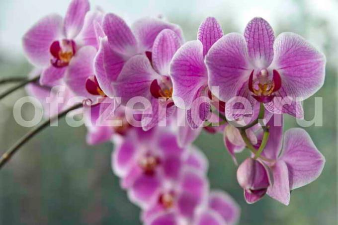 Uzgoj orhideje. Slika za članak služi za standardnu ​​licencu © ofazende.ru