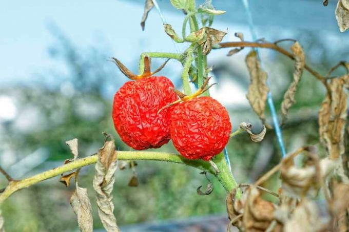 Bolest rajčice. Slika za članak služi za standardnu ​​licencu © ofazende.ru