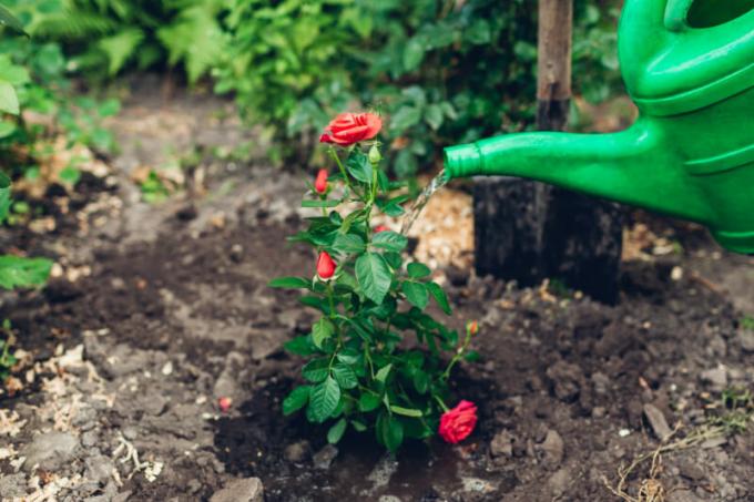 Mladi ruža može biti presađeni na unaprijed pripremljene jezgre, ali budite sigurni da se sakriju za zimu s posebnim materijalom. Slika za članak služi za standardnu ​​licencu © ofazende.ru