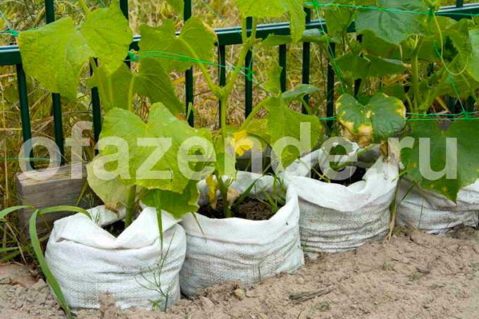 Uzgoj krastavaca u vrećama. Slika za članak služi za standardnu ​​licencu © ofazende.ru