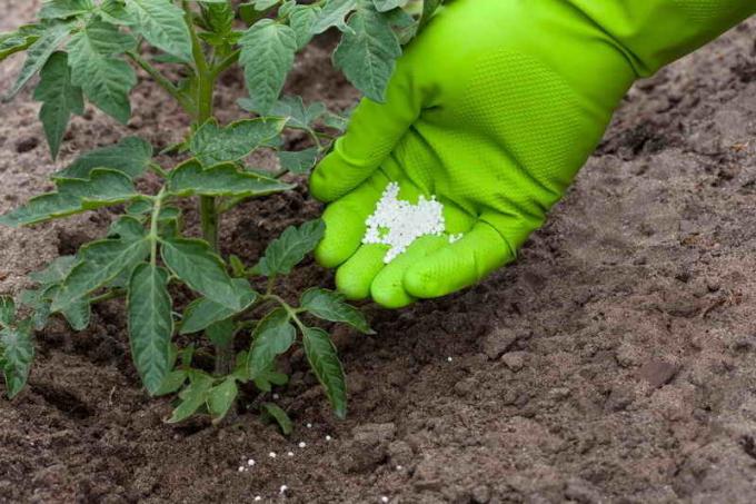 Gnojiva rajčice. Slika za članak služi za standardnu ​​licencu © ofazende.ru