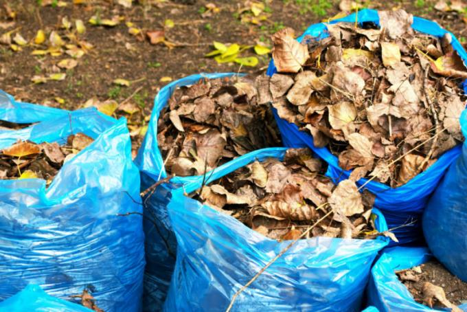 Otpalo lišće može koristiti kao kompost ili malč. Slika za članak služi za standardnu ​​licencu © ofazende.ru