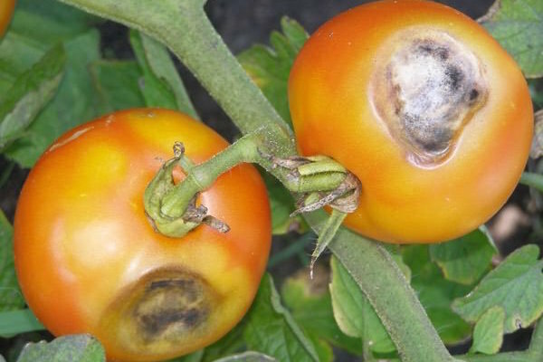 Smeđe-smeđe mrlje na lišću rajčice: što je to i kako se boriti