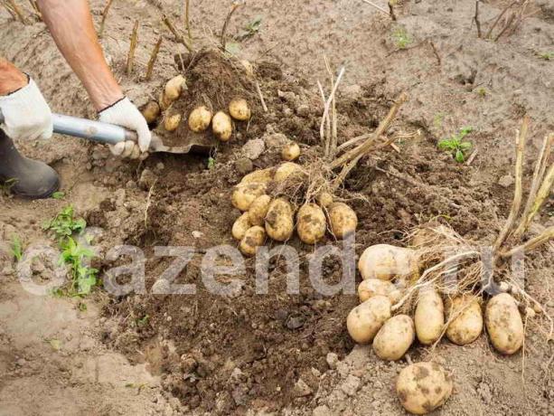 Odličan urod krumpira metodom Balabanov