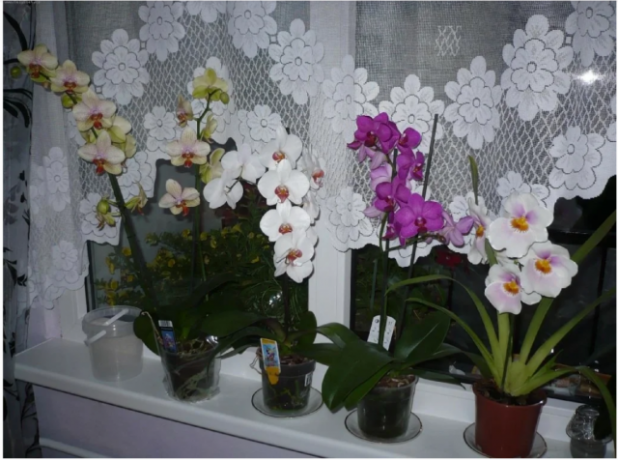Phalaenopsis na prozorskoj dasci. Neke od slika za članak preuzet s interneta
