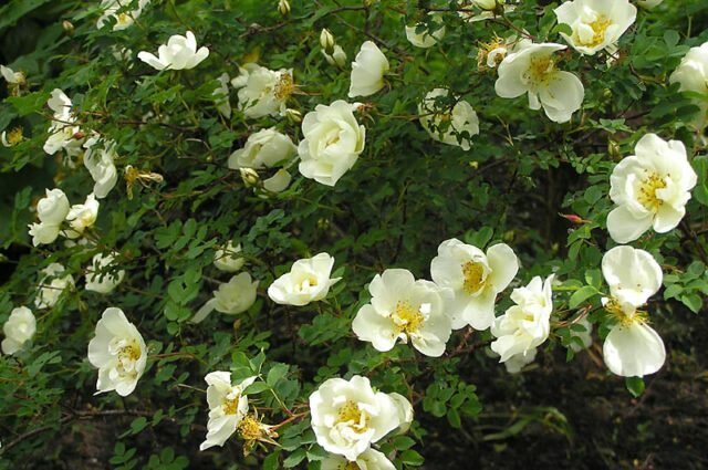 Rose bodljikava veliki Clear Coat uređenje vašeg vrta
