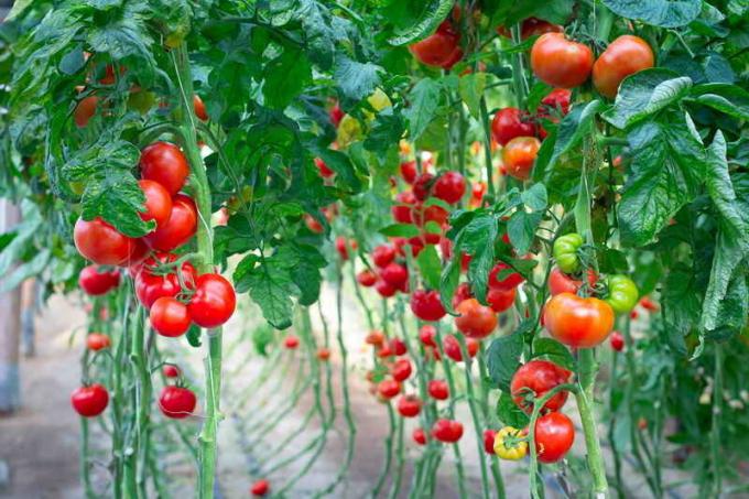 Podvezica rajčice. Slika za članak služi za standardnu ​​licencu © ofazende.ru