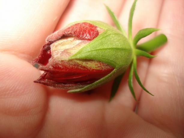 3 osnovna pravila koja treba slijediti kako bi svoj hibiskus (Kina ruža) procvjetao od ranog proljeća do kasne jeseni