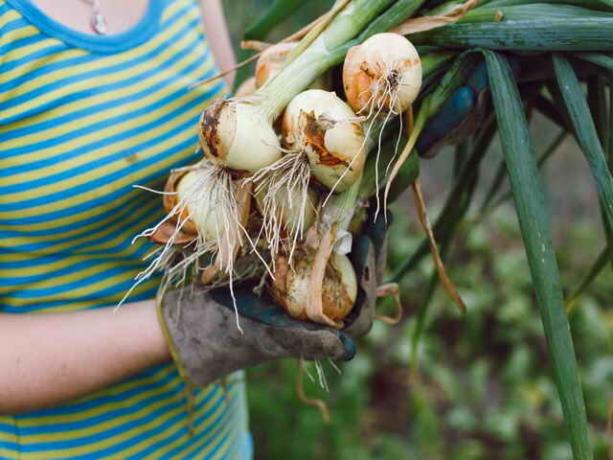 Luk i češnjak: Sve što trebate znati vrtlari