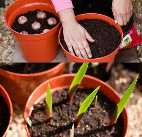 Sjeme metoda razmnožavanje gladioli uključuje neke poteškoće, pa vrtlari početnici posegnuti za njom se ne preporučuje. Kvalitetni značajke se ne može uvijek prolazila upravo sjemena. Razmnožavanje modernih hibrida nisu gladioli uspjeti. Metoda sjemena prakticira među uzgajivačima za razvoj novih sorti. Ako želite rasti gladiola iz sjemena, potrebno je steći sadnog materijala visoke kvalitete. U pravilu, sjeme predstavljeni u specijaliziranim trgovinama, pažljivo su odabrani i potpuno u skladu s različitim.