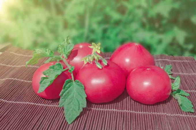 Vintage pink rajčice. Slika za članak služi za standardnu ​​licencu © ofazende.ru