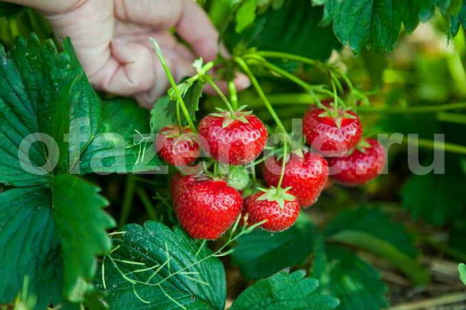 Uzgoj jagoda. Slika za članak služi za standardnu ​​licencu © ofazende.ru