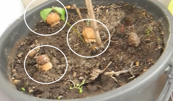 Kako rastu gljive kod kuće u bijelim posudama