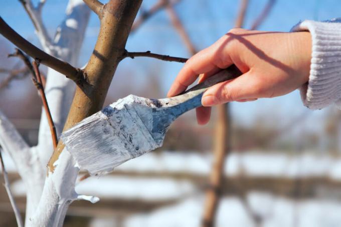 Zataškavanja spašava drveće iz svih vrsta štetnika. Slika za članak služi za standardnu ​​licencu © ofazende.ru
