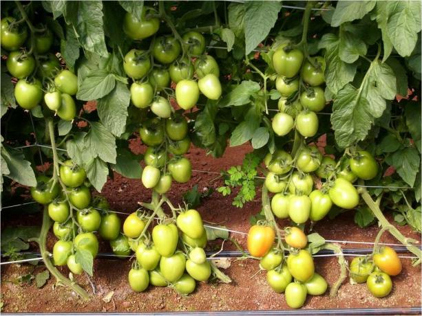 5 najboljih sorti prinos od ranog premaloj (!) Tomatoes za otvorenom terenu (u 2020. godini)