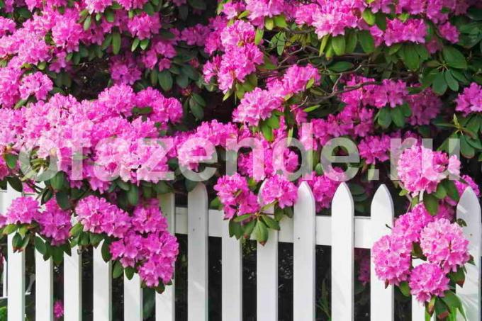 Rhododendrons: djelomičnu sjenu i kisela tla - vrtlari savjet