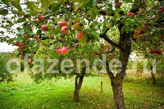 Kako organizirati nadležno brigu za jabukom, kako bi se postigla visok prinos