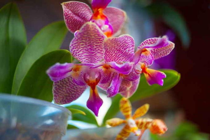 Obratite pozornost na rasvjetu orhideje. Slika za članak služi za standardnu ​​licencu © ofazende.ru