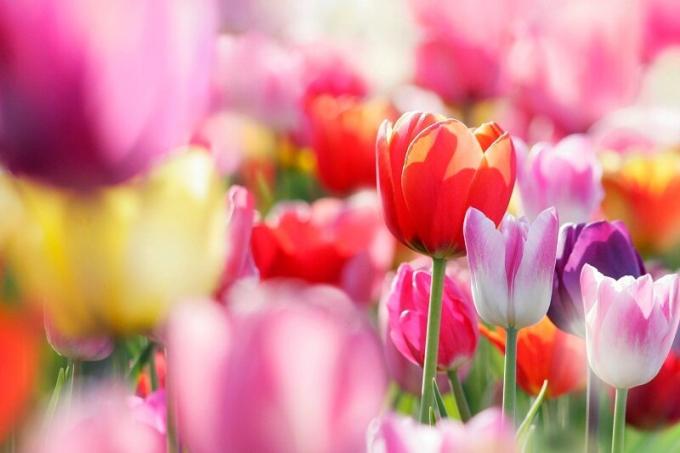 Cvatnje tulipana. Slika za članak služi za standardnu ​​licencu © ofazende.ru